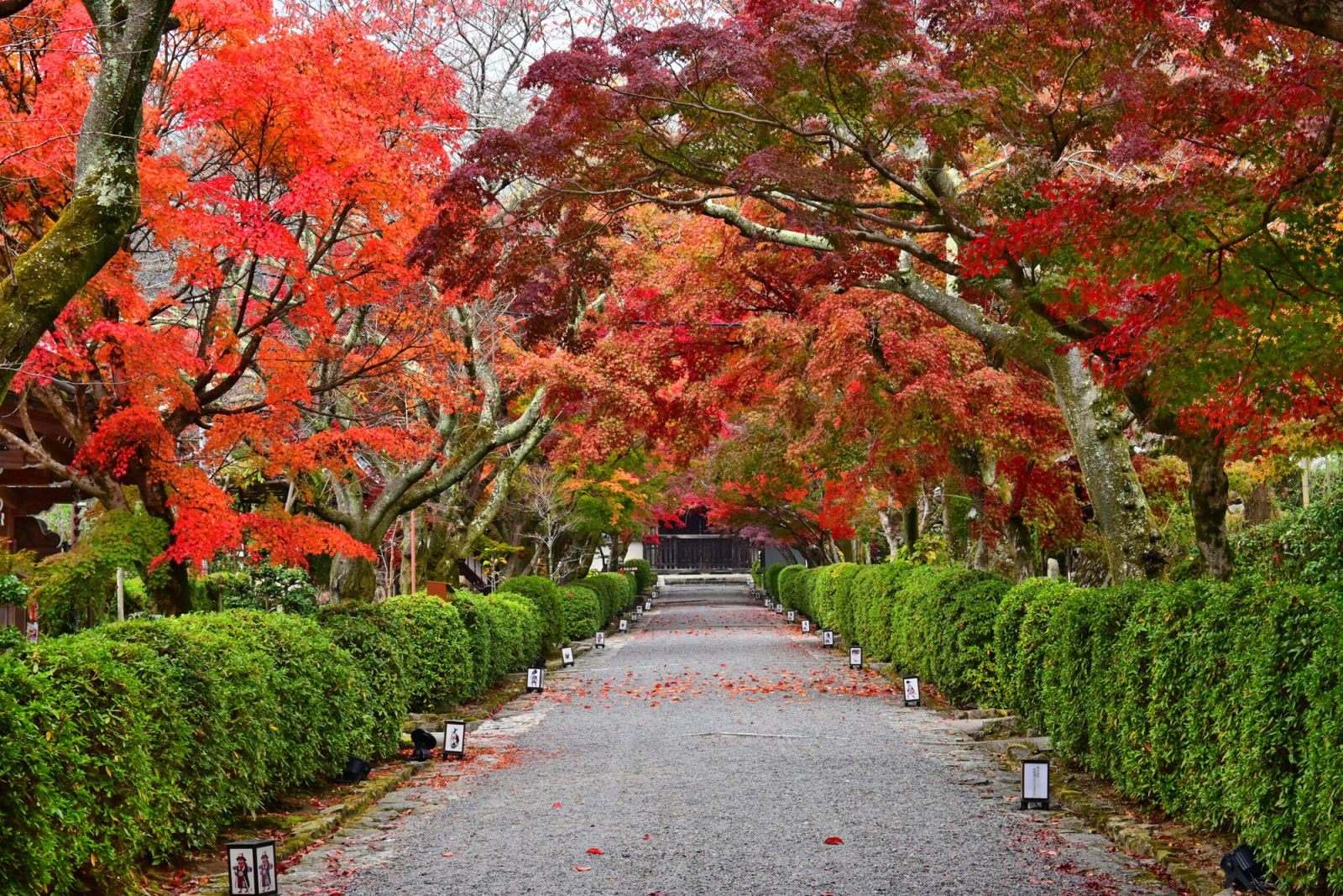 関西の紅葉スポット「西教寺」（滋賀県）