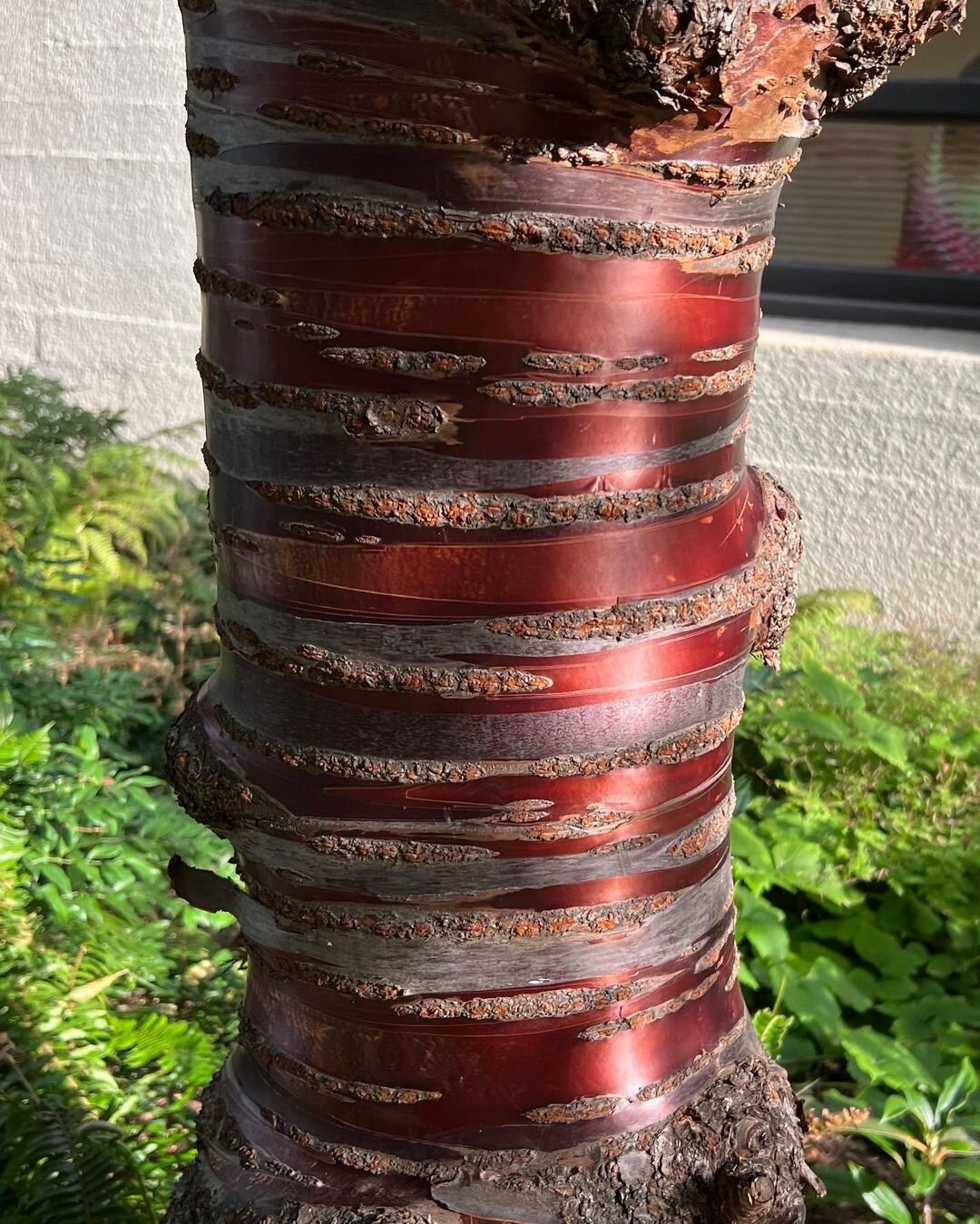 樺細工の材料の山桜