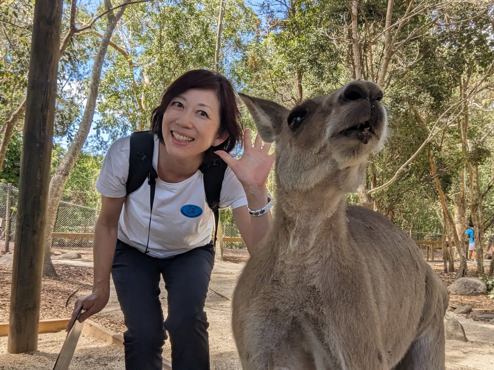 ハートレーズ・クロコダイル・アドベンチャーズで出会えるカンガルー