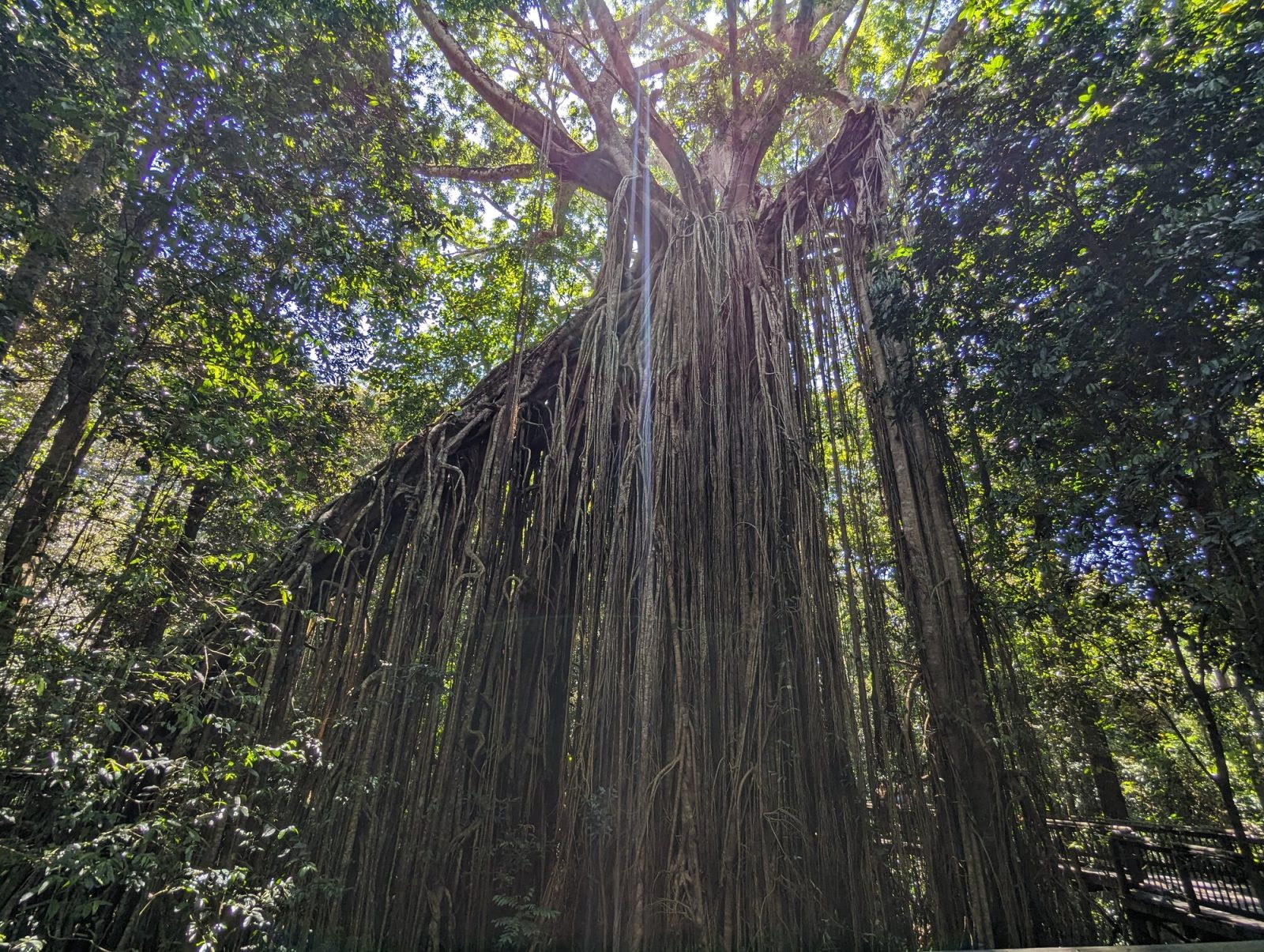 ケアンズのカーテンフィグツリー