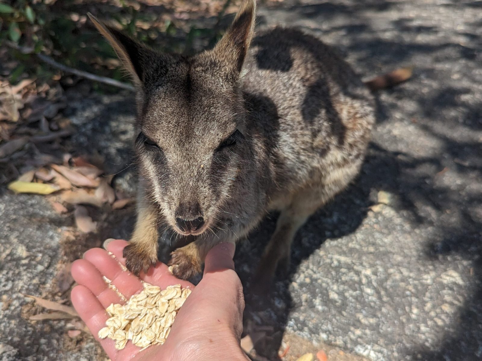 グラニット・ゴージ自然公園で出会えるロックワラビー