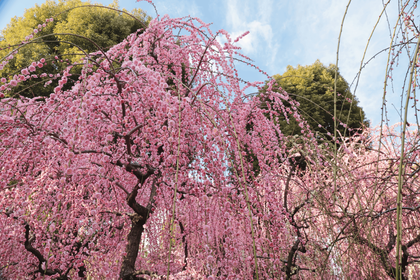 梅の名所 福岡県 太宰府天満宮