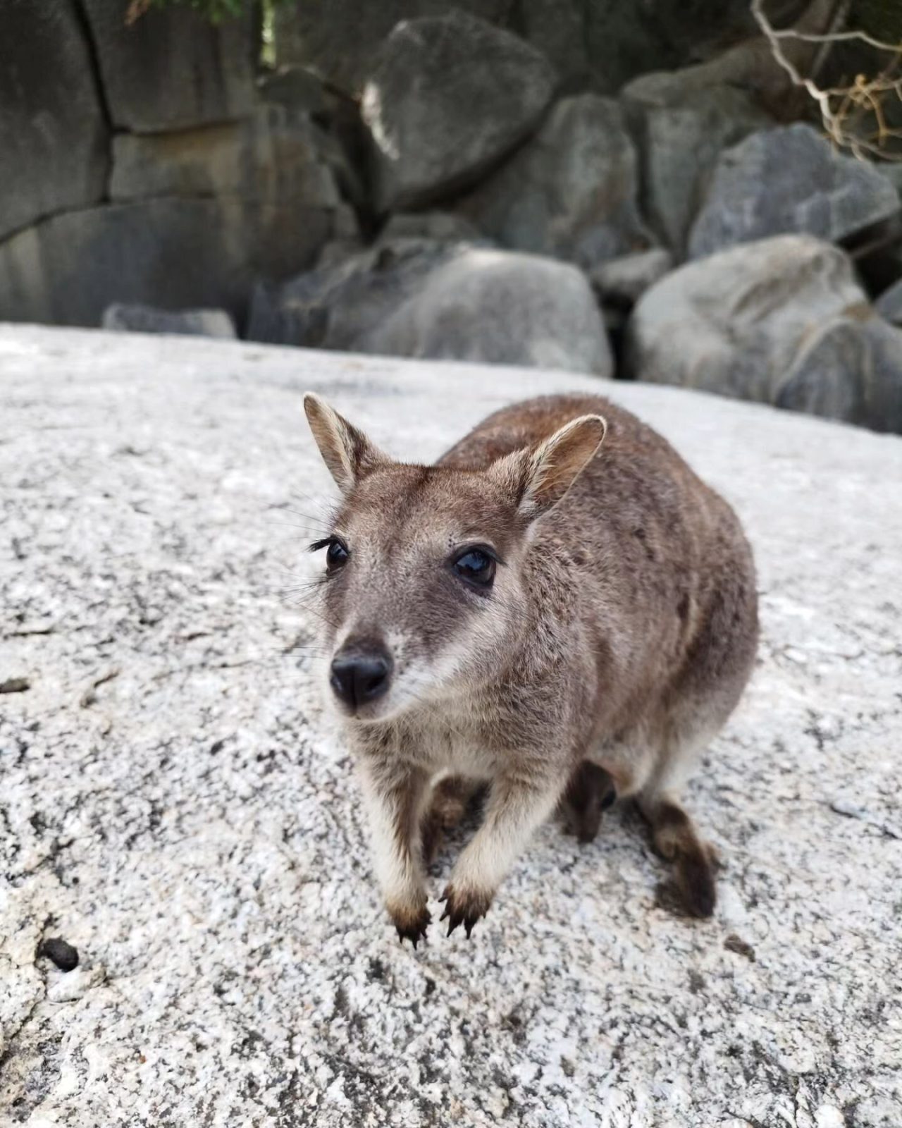 グラネット・ゴージ自然公園のワラビー
