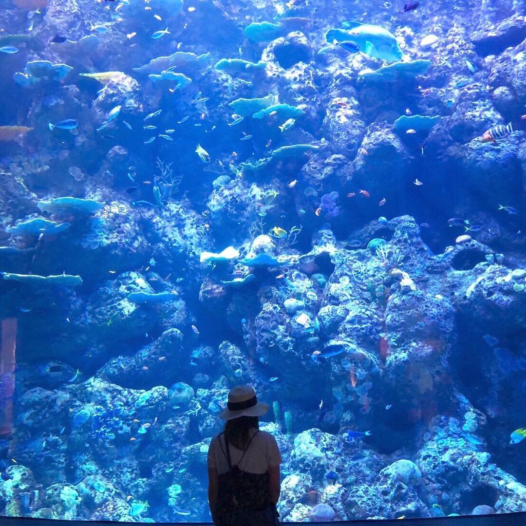 ケアンズ水族館の大きな水槽