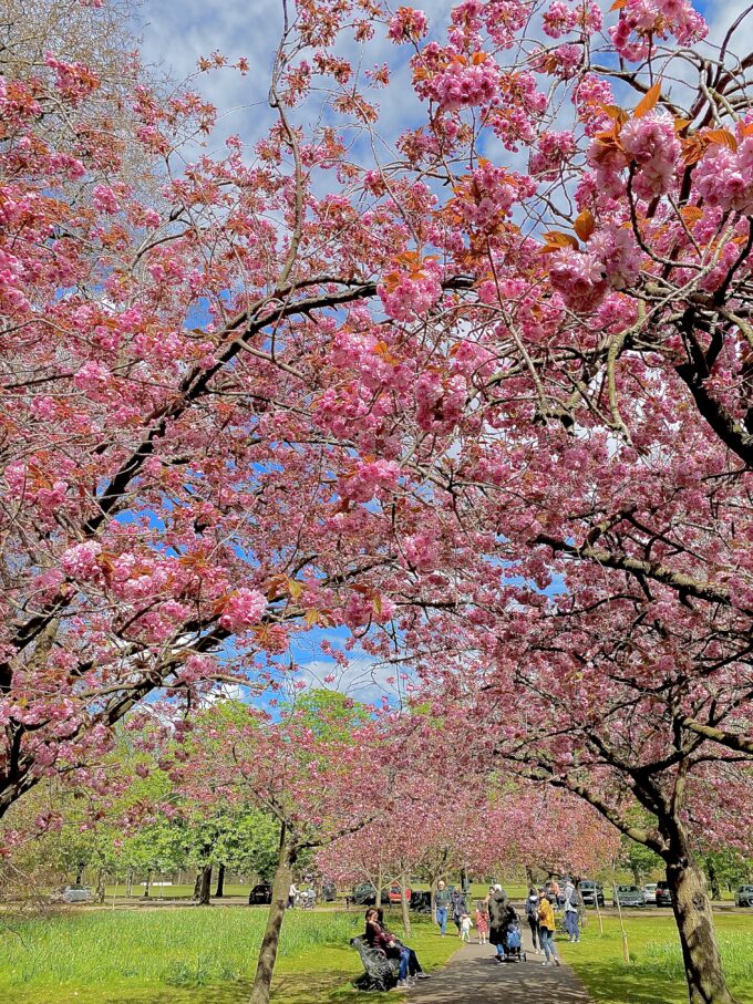 グリニッジ・パーク桜