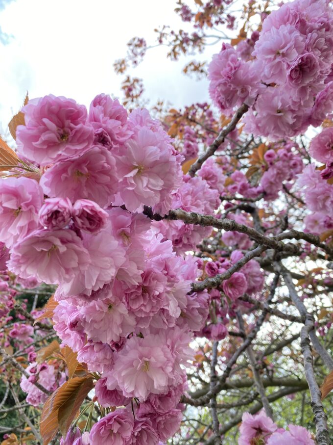 ハイド・パーク桜
