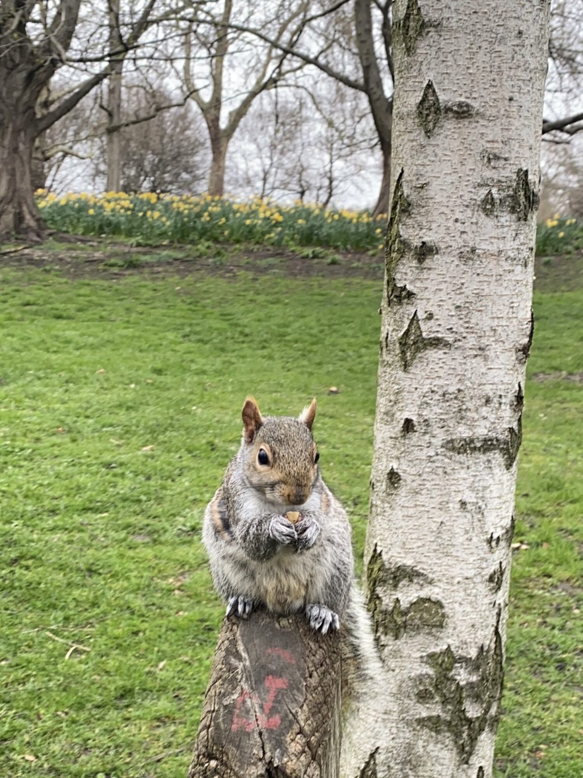 ハイド・パークリス