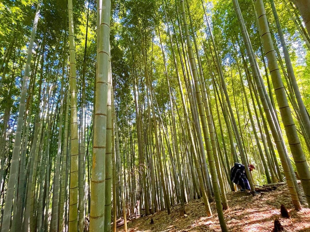 平沢たけのこ村竹林
