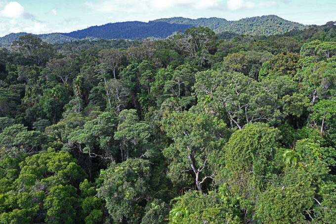 ケアンズの２大世界遺産のひとつ、熱帯雨林