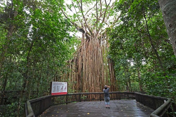 無数のイチジクの根がカーテン状に垂れた、巨大なイチジクの大木