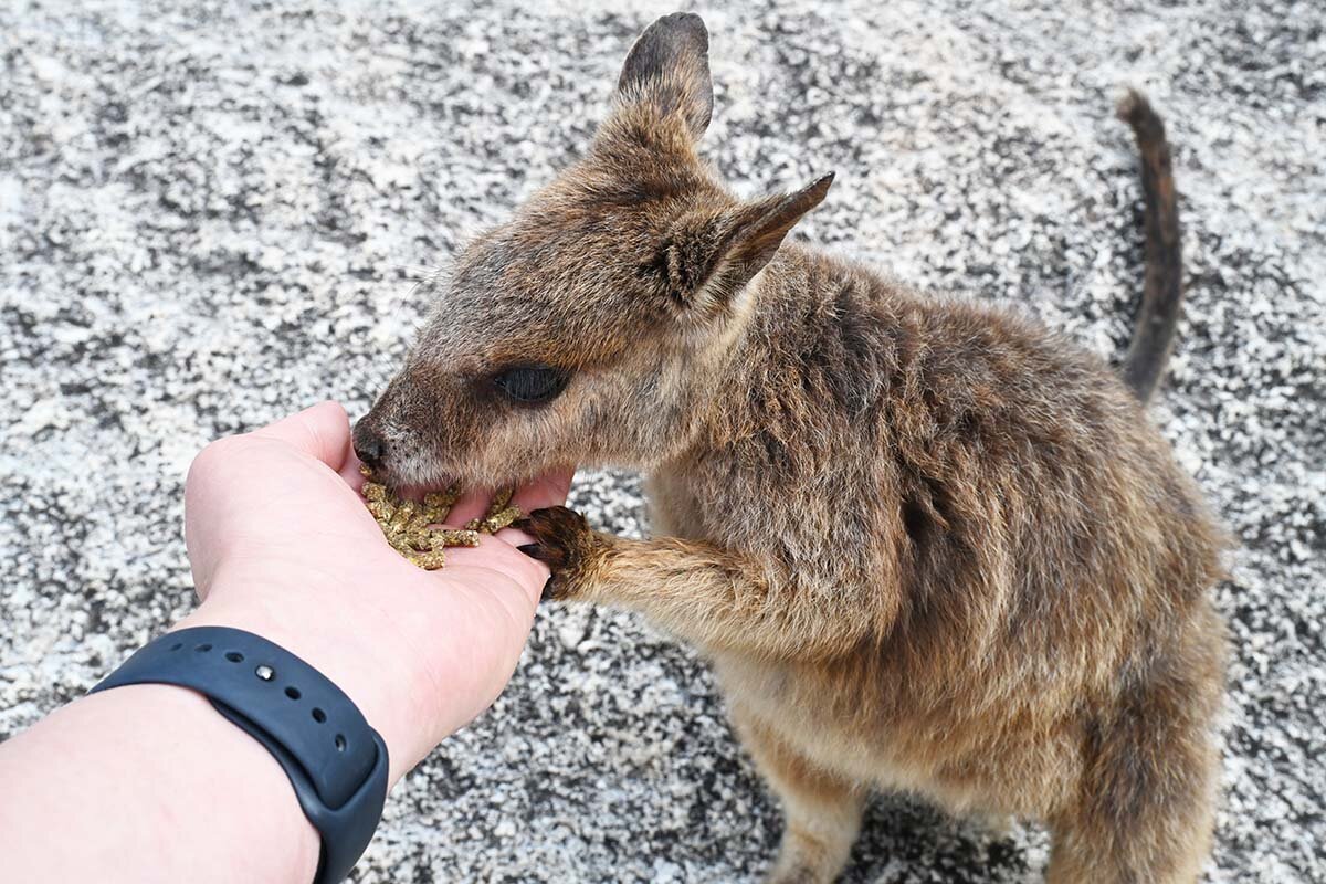 ケアンズのロックワラビー