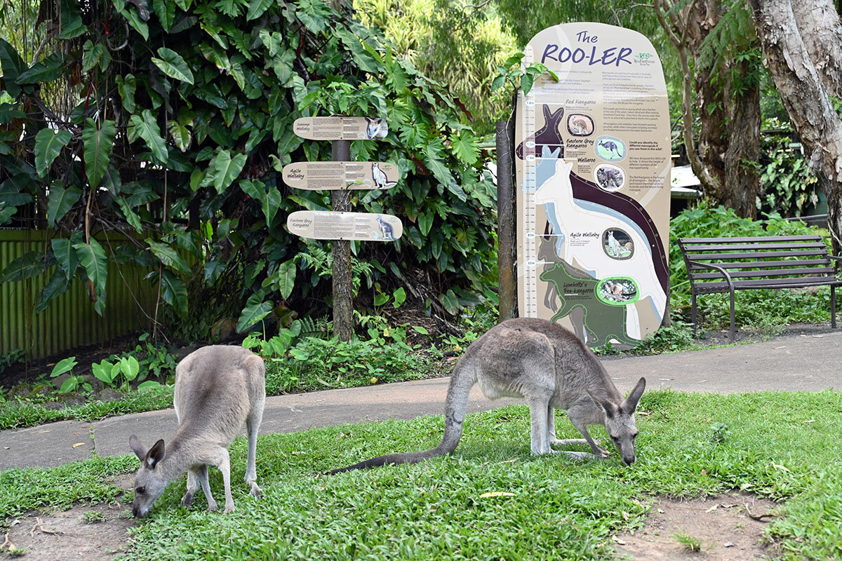 ケアンズのレインフォレステーションで餌を探しているカンガルー
