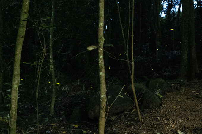 ケアンズの熱帯雨林で見られるホタルの乱舞