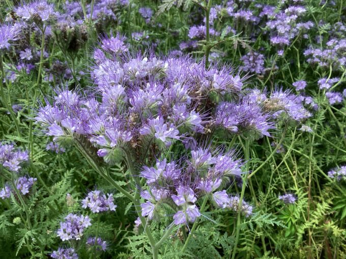 ファセリアの花のクローズアップ