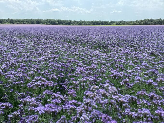 ファセリアの花畑