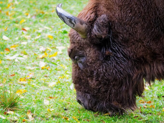 ポーランドの保護区で飼育展示されているヨーロッパバイソン