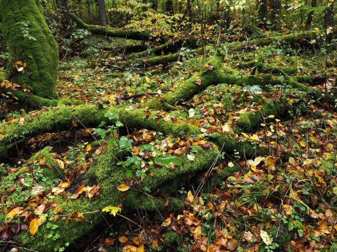 「ビャウォヴィエジャの森」で見られる苔に覆われた倒木