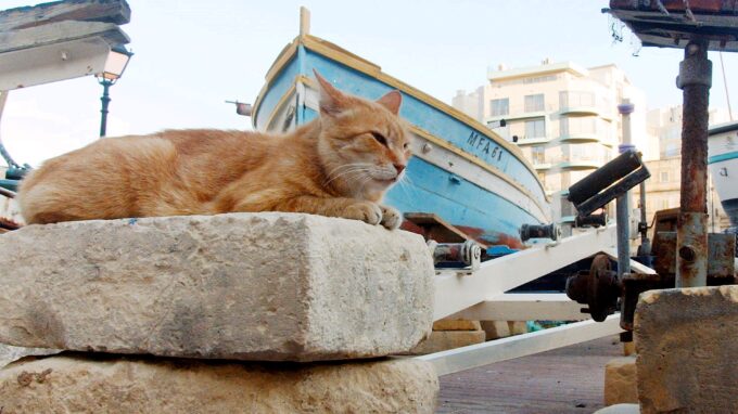 マルタ島の猫