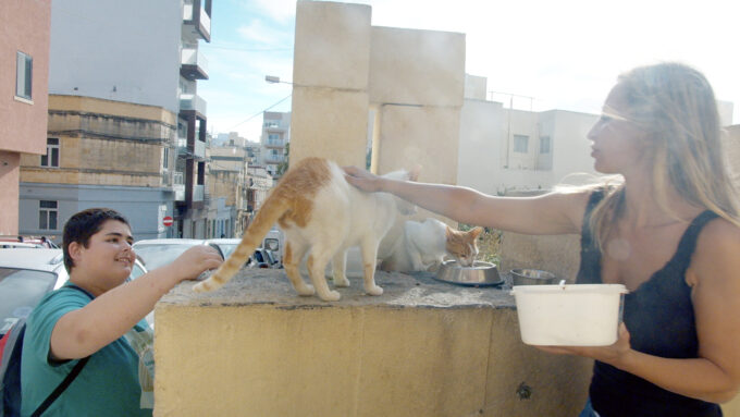 マルタ島の猫