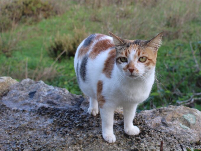 マルタ島の猫