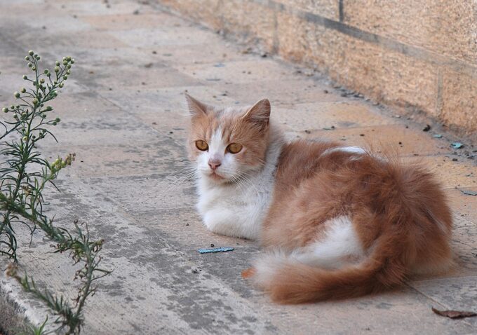 マルタ島の猫