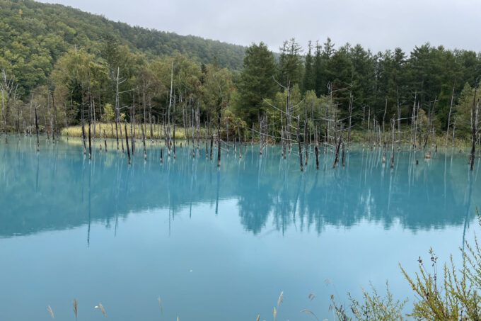 北海道美瑛町の「白金青い池」