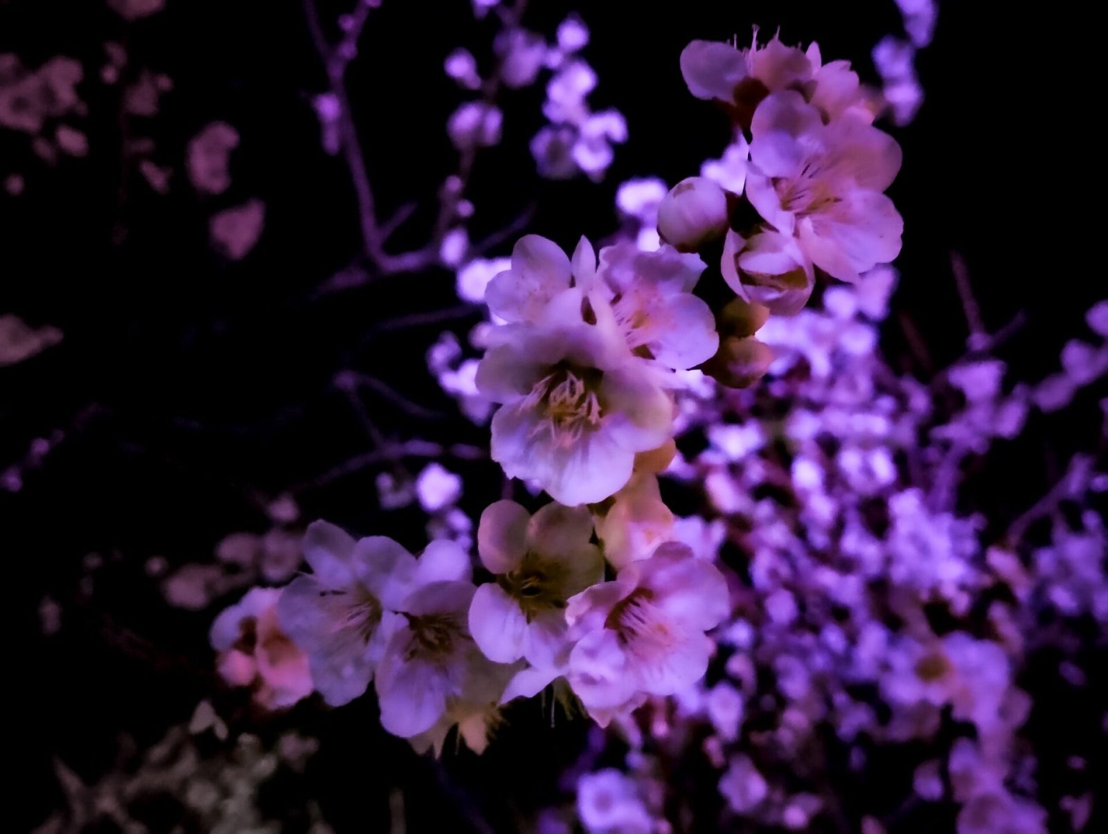偕楽園 UME The Lights
