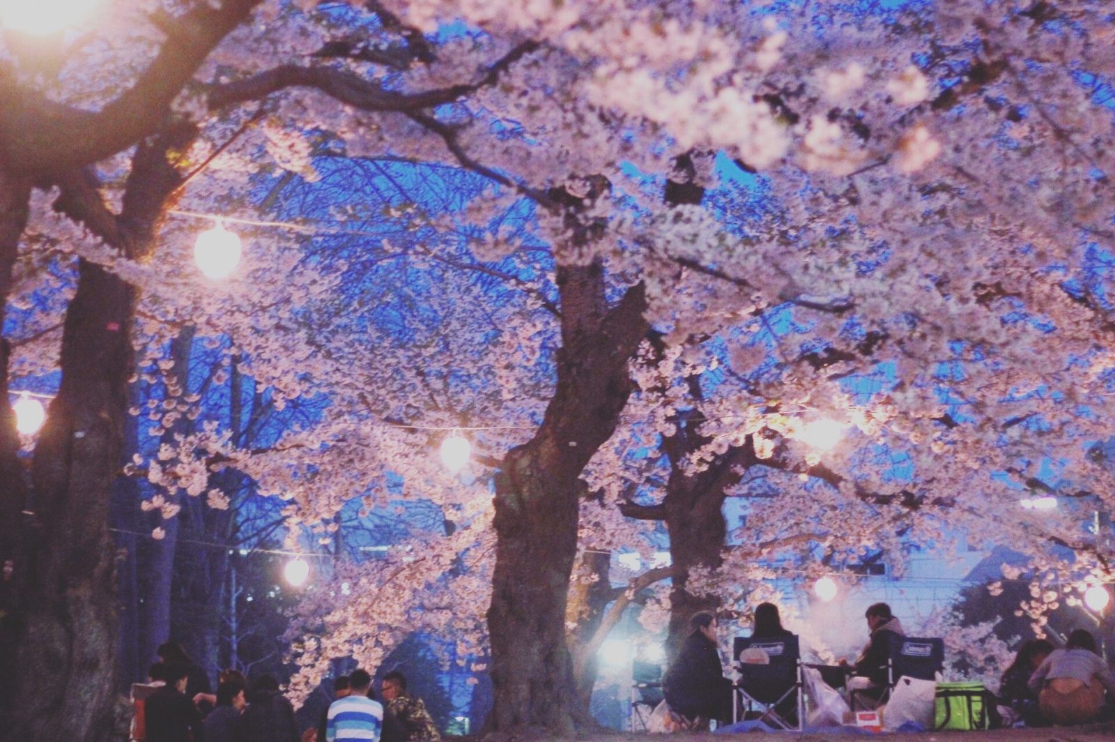 札幌の夜桜鑑賞バーベキュー