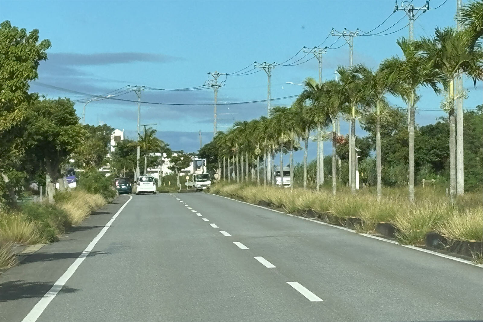 晴れた日の空港前道路に街路樹として植栽されているヤシの木