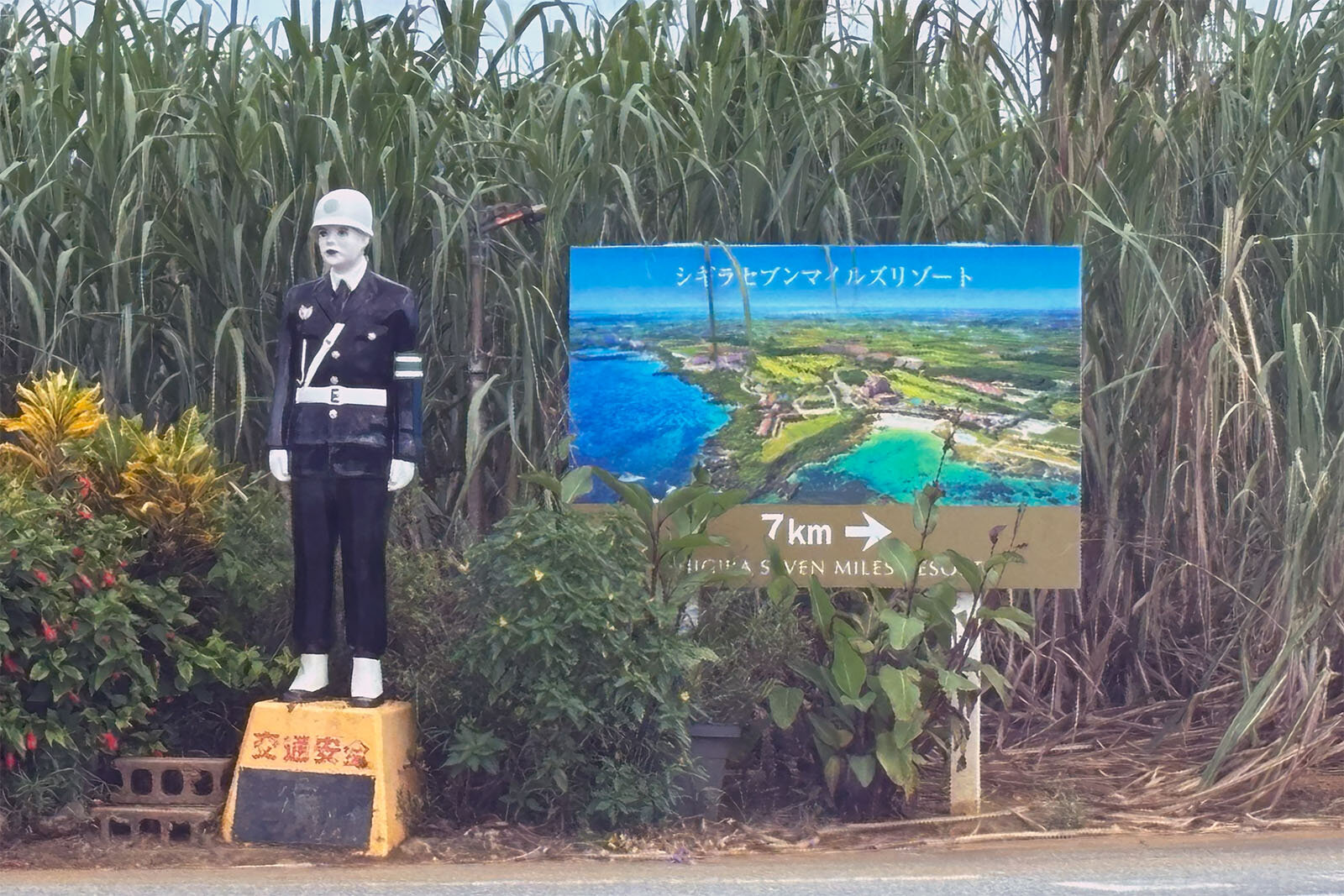 宮古島のサトウキビ畑の前に立つ警察官型人形「宮古島まもる君」