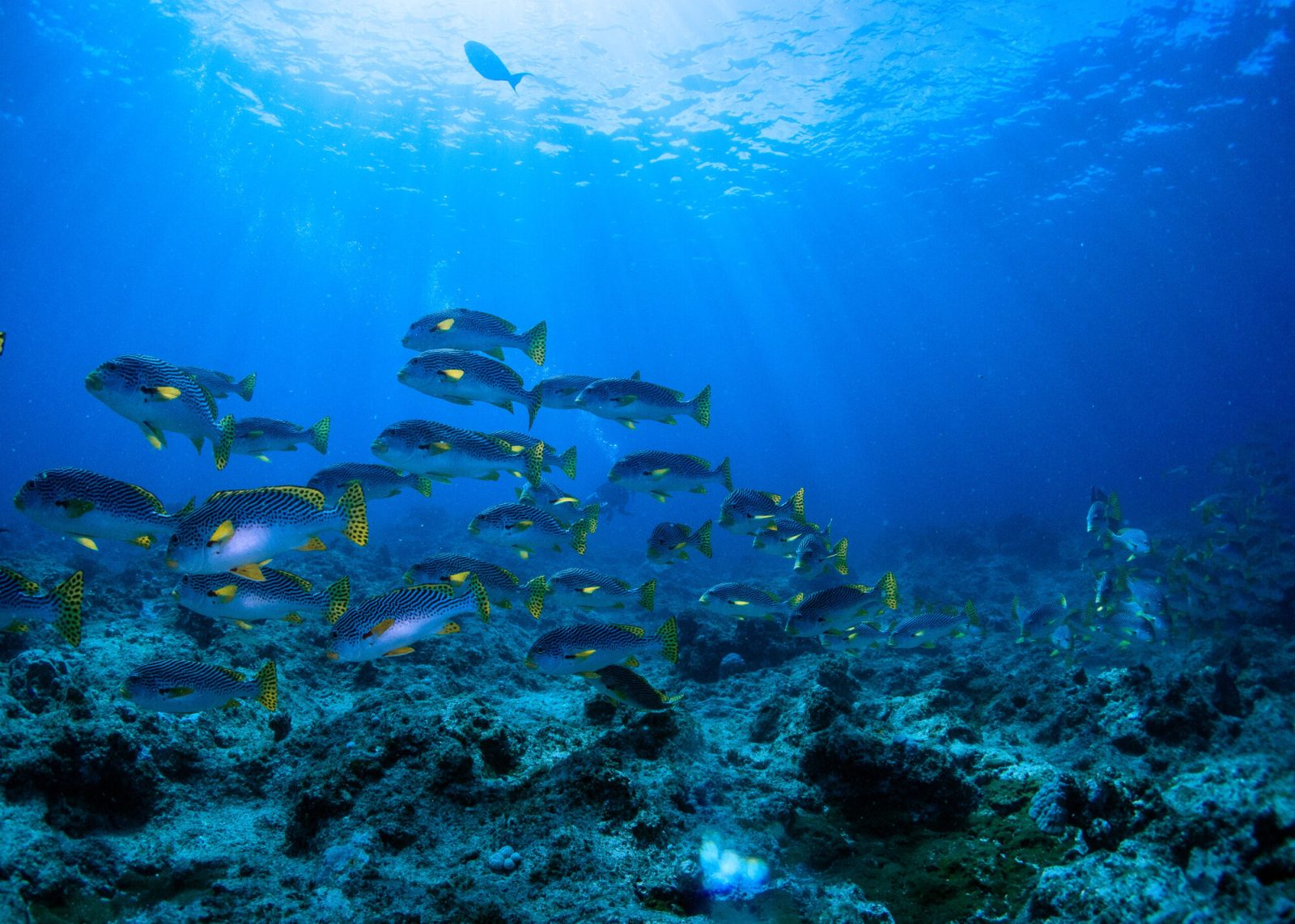 熱帯魚の群れや珊瑚が広がる海底