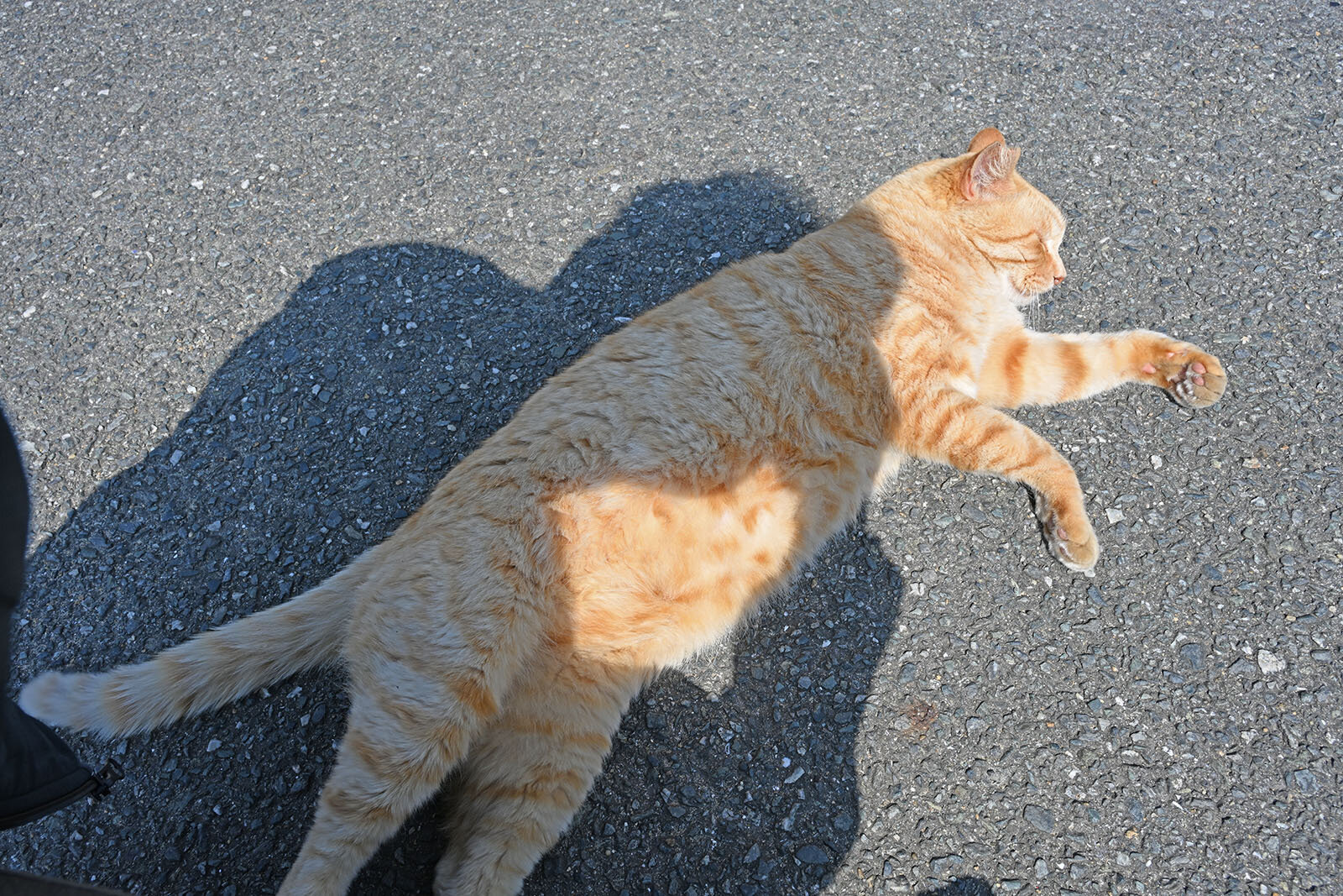茶トラの猫が路上で日光を浴びながら寝ている