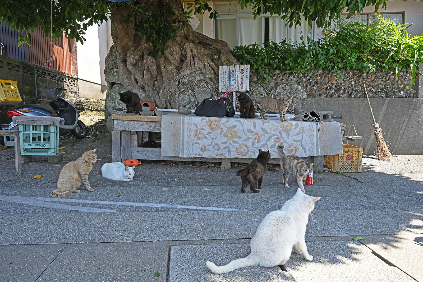 木の下の涼しい日陰にテーブルがあり、猫たちが静かに集まってくつろいでいる