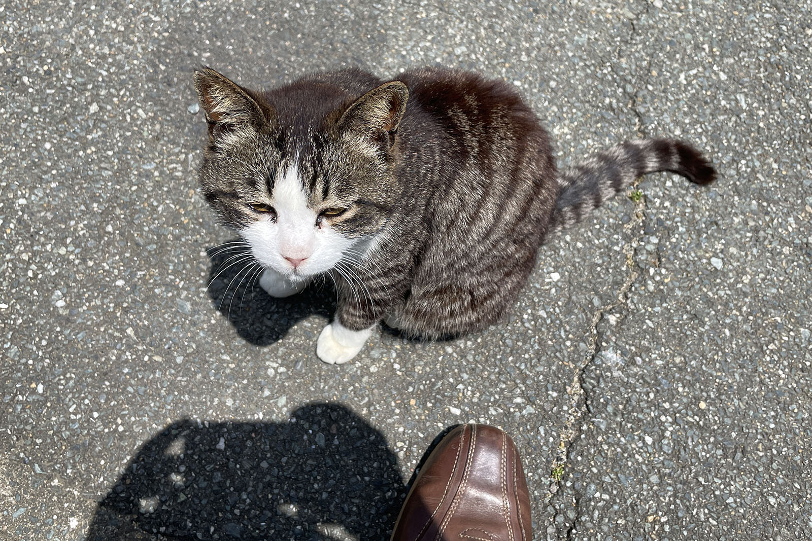 九州のふたつの島で猫たちと触れ合う、福岡県「相島」と熊本県「湯島」を巡る2日間の旅