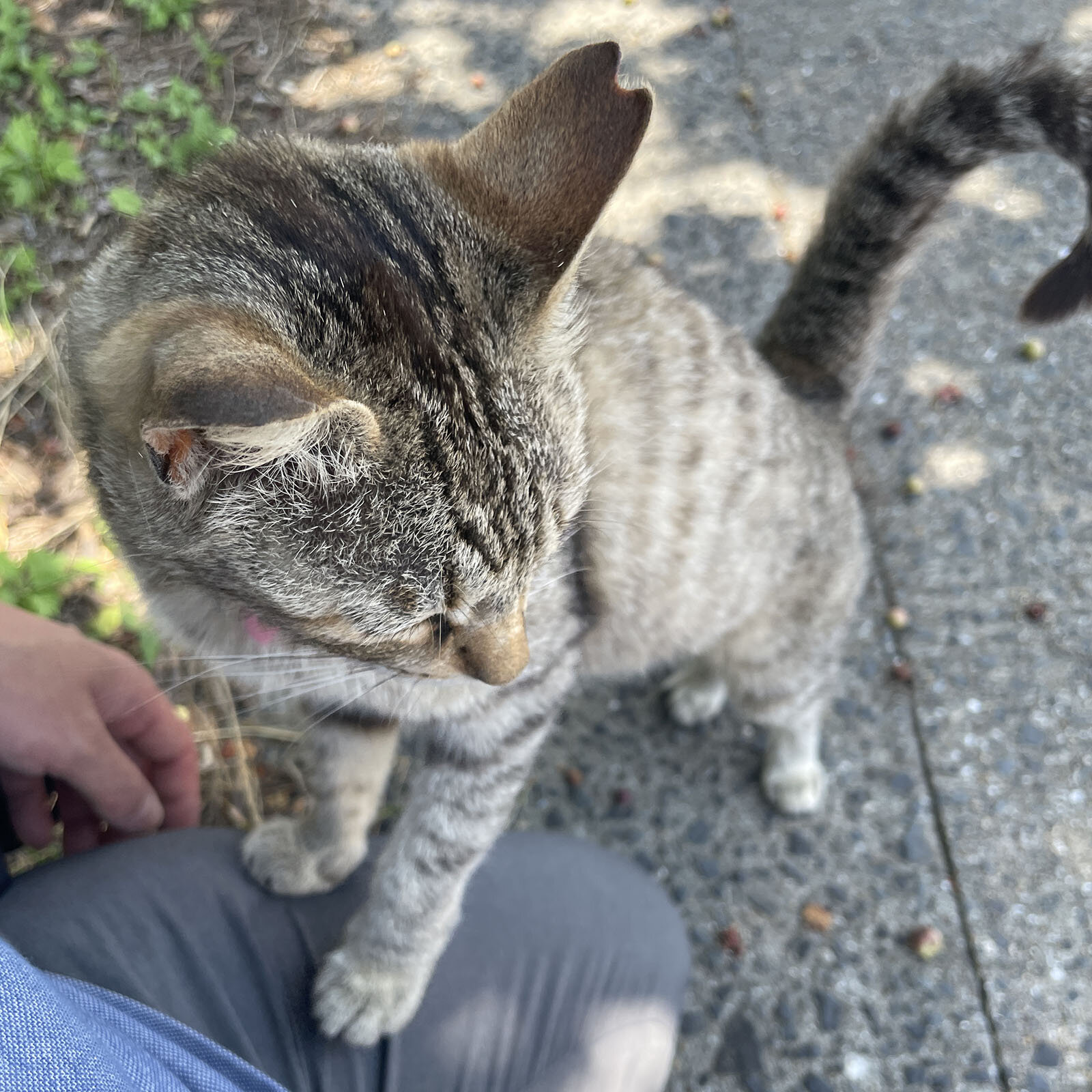 サバトラの猫が人の腿によじ登り、前足で立ち上がっている。視線は床をじっと見つめている。