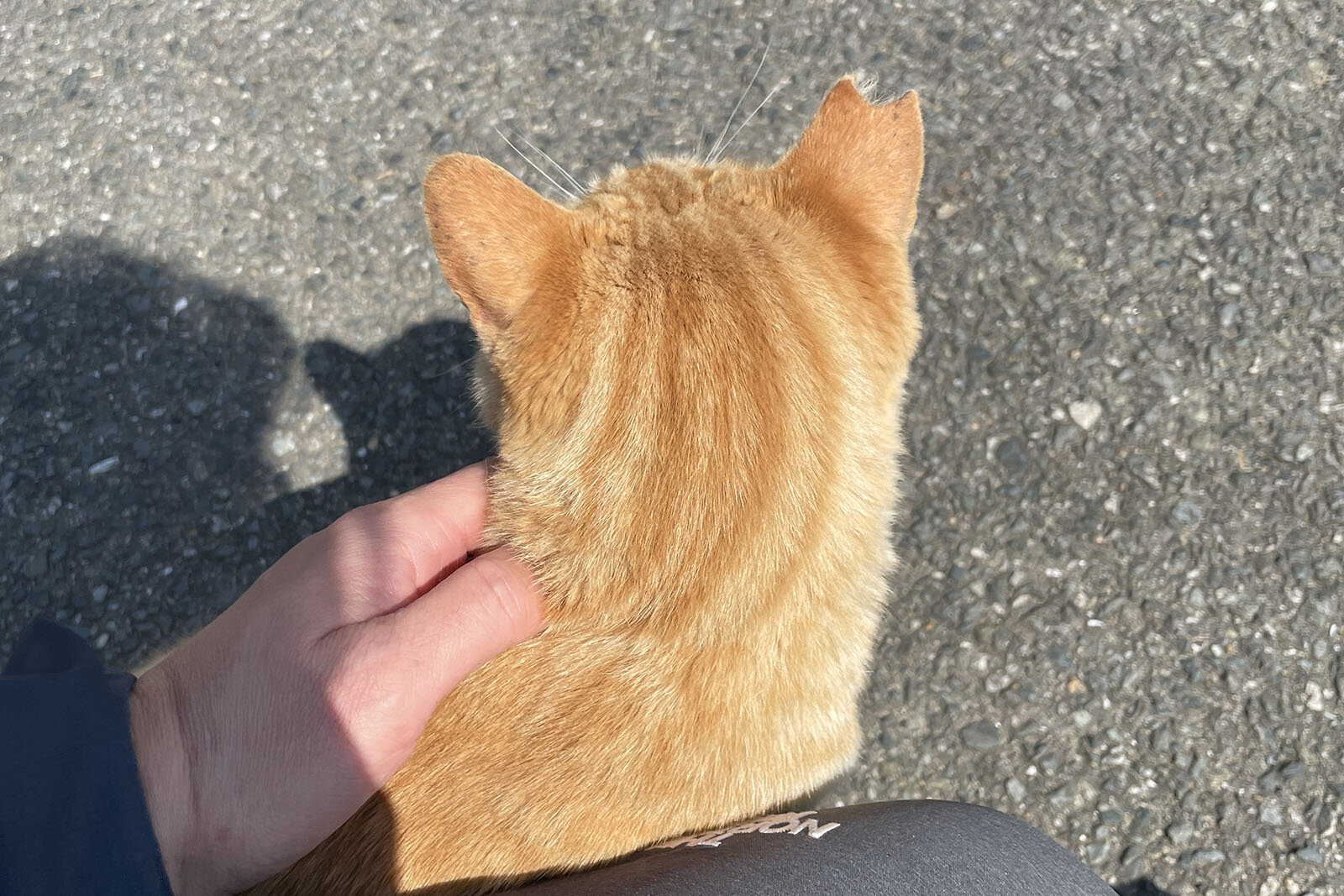 茶トラの猫が横になっている。柔らかな毛並みは日に当たり、手がその背中を撫でる