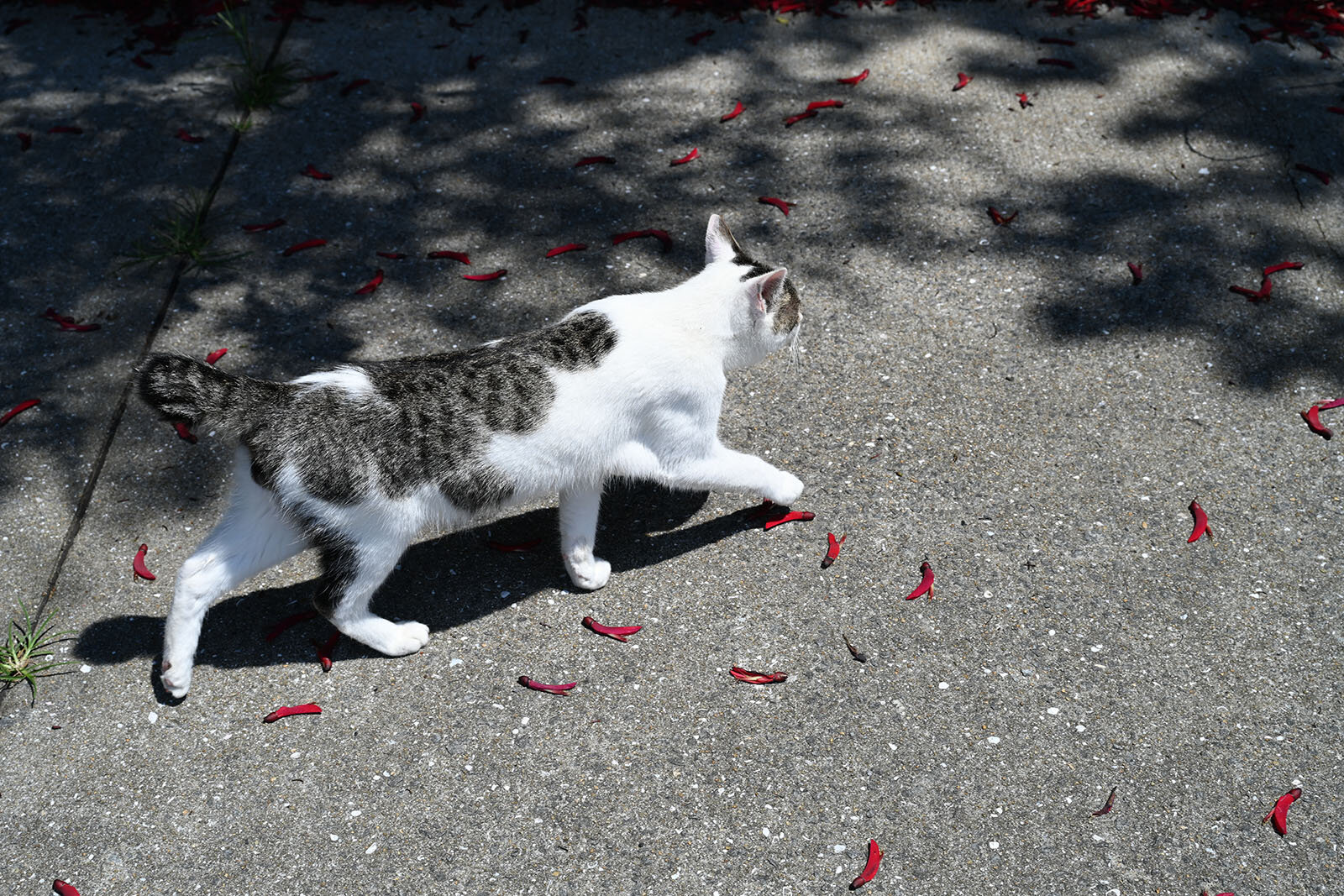 白地に、背中だけ黒トラ模様が入った猫が日陰の下に歩いている
