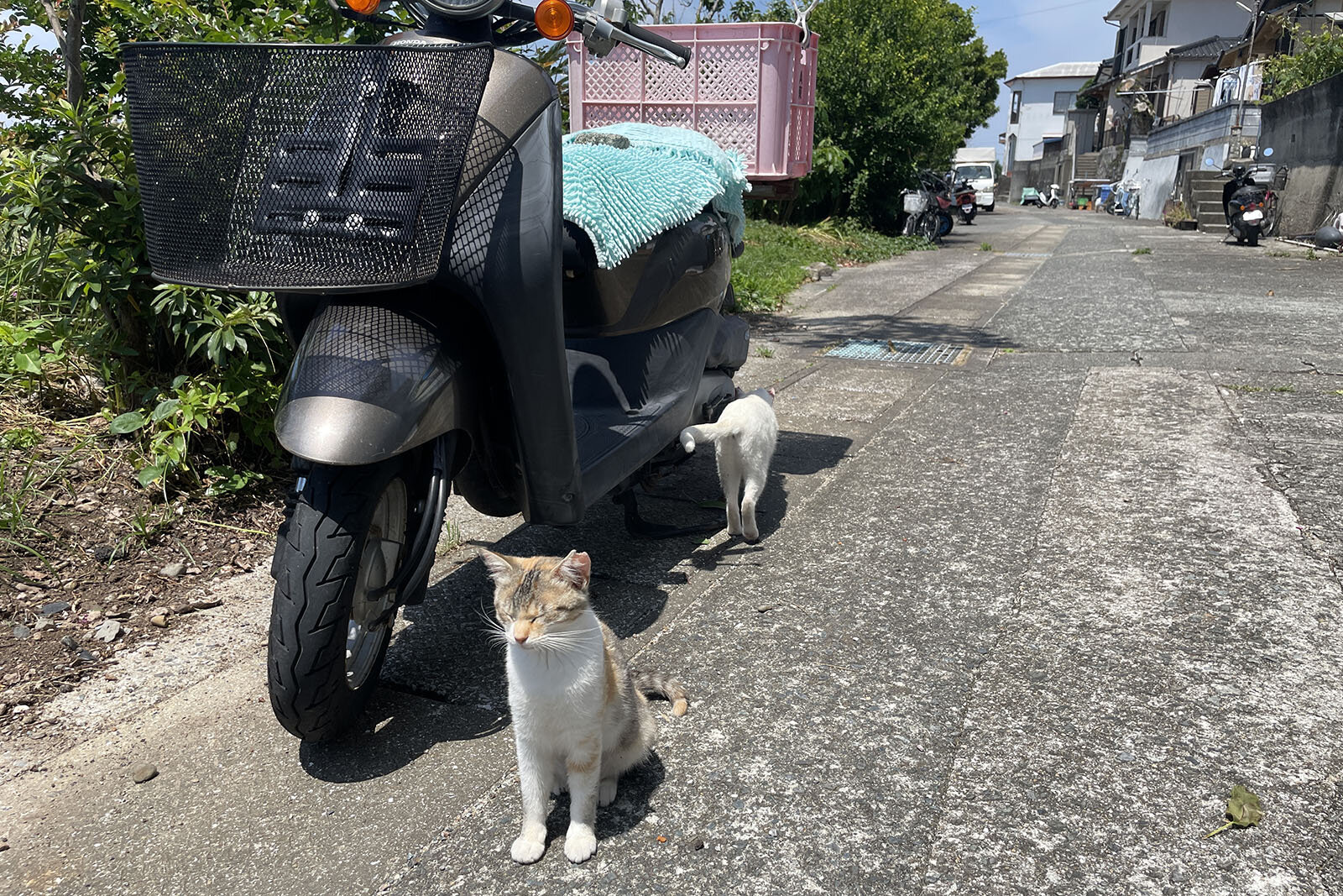 道に停まっているバイクの横に茶トラと白混ざりの猫一匹が立ち、もう一匹白猫が尻尾を前にしてタイヤ後輪の横にいる