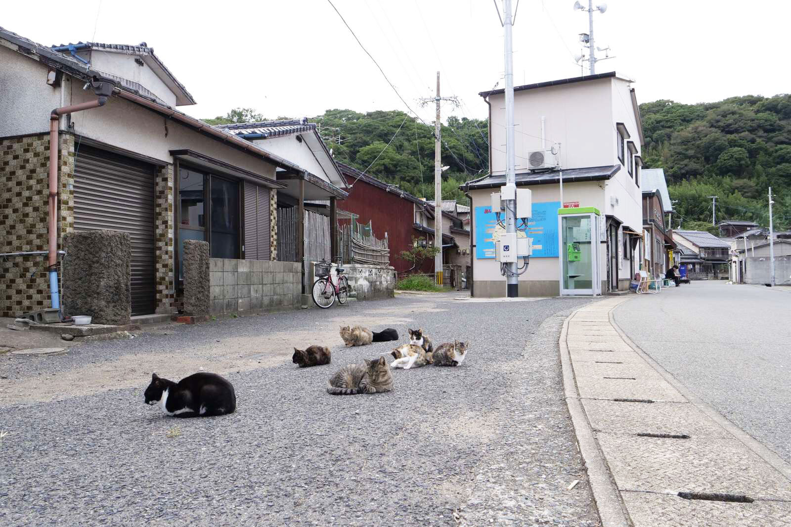 平屋が並ぶ静かな路地に、猫たちがぽつりぽつりと座っている