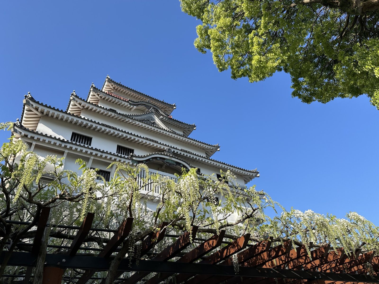 雲ひとつない青空の下、白い城と上のほうだけ見える藤の棚が広がっています