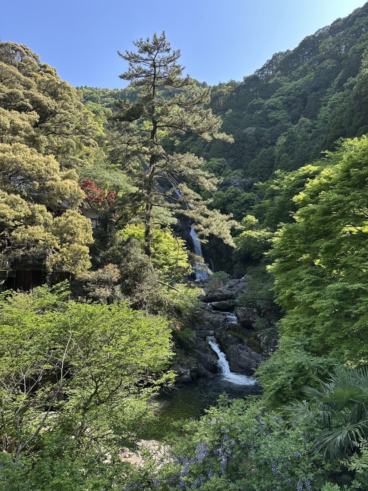 細長い滝が、鬱そうと茂る森の中を静かに上から流れ落ちています