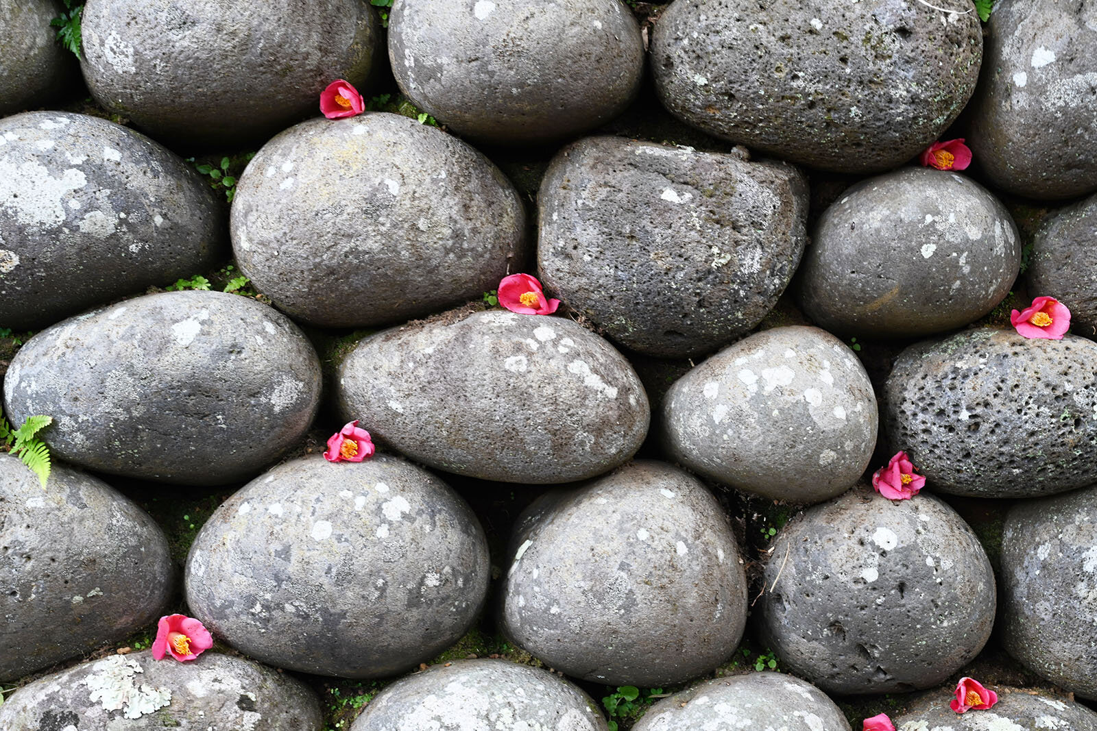 隙間に小さなピンク色の花が咲いている玉石垣