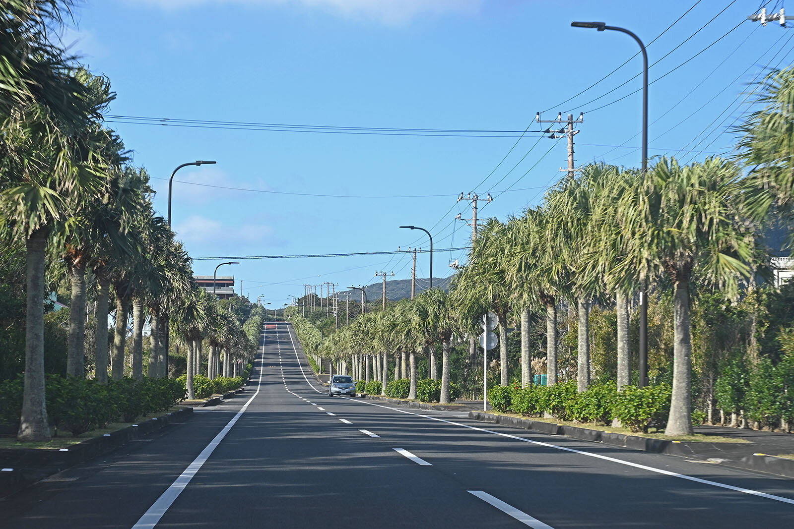 ヤシ並木の道(八丈一周道路)