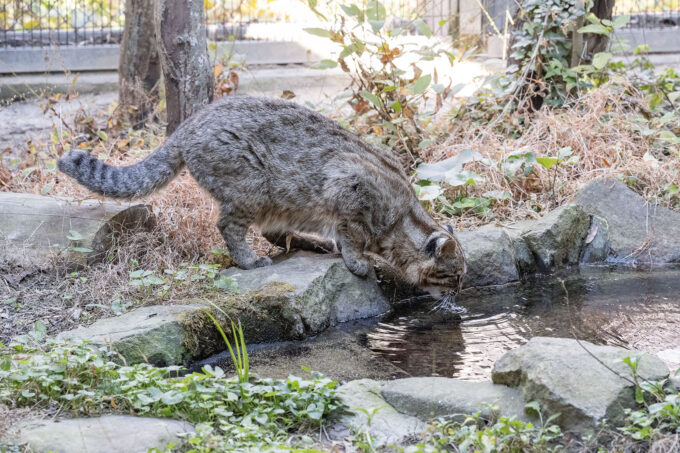 対馬野生生物保護センターで飼育されているツシマヤマネコ