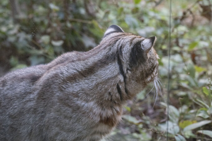 ツシマヤマネコの後ろ姿