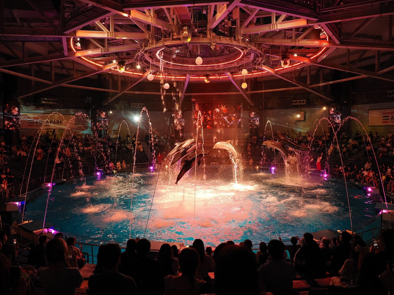 マクセル アクアパーク品川「NAKED MOMIJI AQUARIUM」のイルカショー