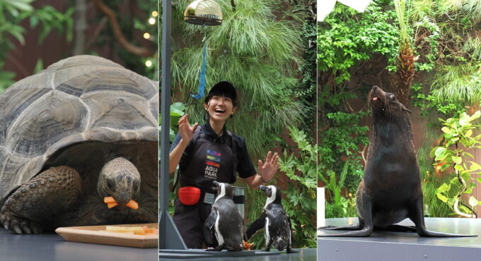 マクセル アクアパーク品川の亀、ペンギン、オットセイ