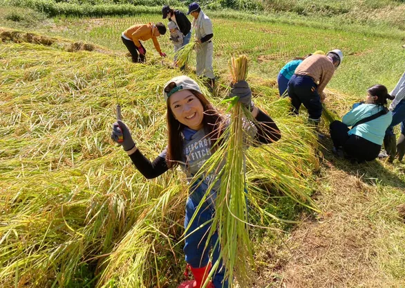 高柳じょんのび村の稲刈り