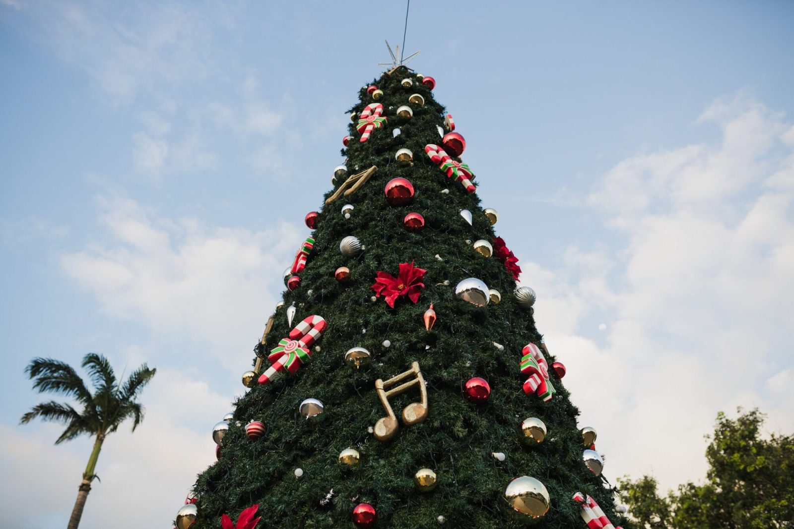 屋外の巨大なクリスマスツリー