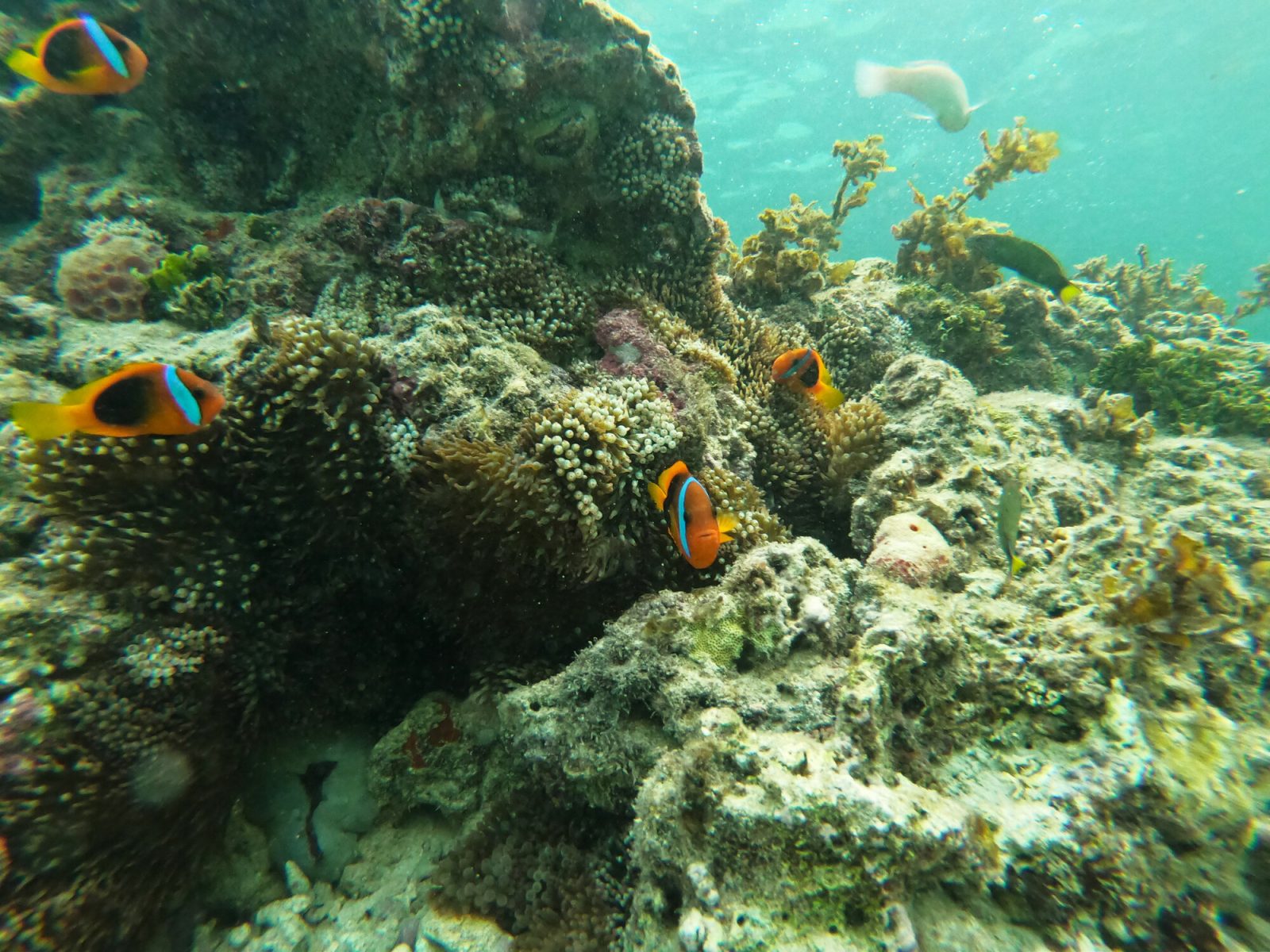 熱帯魚とサンゴ礁の水中景観